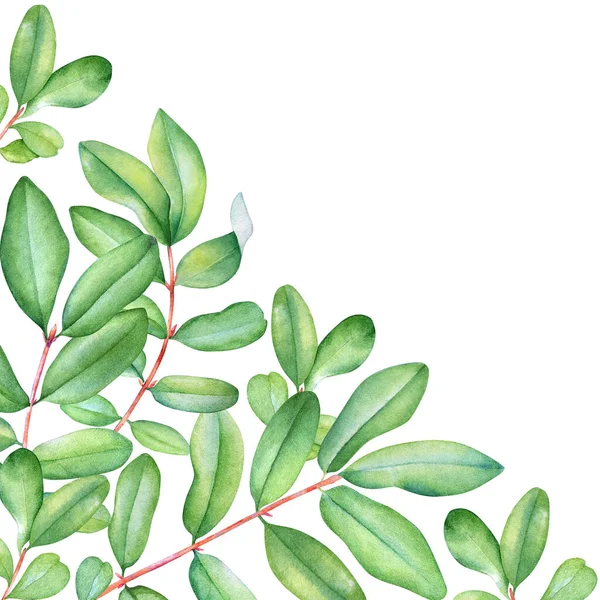 Akvarell Élénk Ágak Zöld Levelek Virágos Design Elszigetelt Fehér Háttér Stock Fotó
