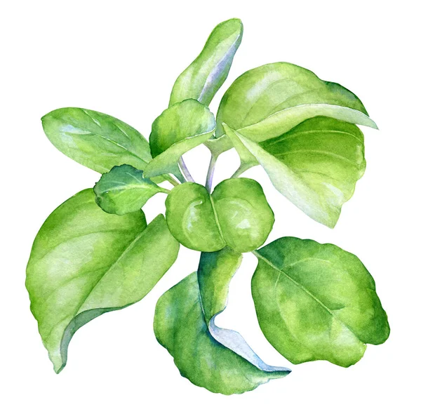 Akvarell Illusztráció Egy Faág Zöld Levelek Elszigetelt Fehér Alapon Stock Kép