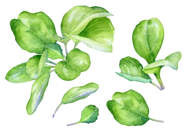 Akvarelové Ilustrace Jabloně Větve Zelenými Listy Izolované Bílém Pozadí Stock Fotografie