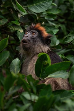 Ugandalı Kızıl Kolobus - Piliocolobus Tephrosceles, Afrika ormanlarından, Kibale ormanlarından, Uganda 'dan güzel, utangaç, nadir primat.