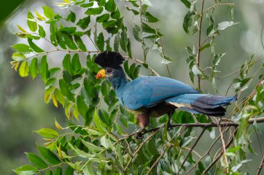 Büyük Mavi Turako - Corythaeola cristata, Afrika ormanlarından ve ormanlarından güzel büyük renkli kuş, Kibale Ormanı, Uganda.