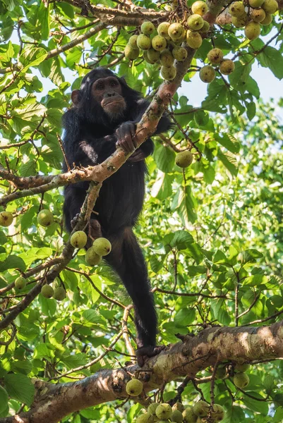 침팬지 아프리카 지대에서 자생하는 인기있는 유인원 우간다 키발레 — 스톡 사진
