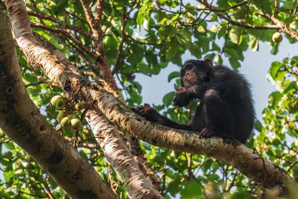 침팬지 아프리카 지대에서 자생하는 인기있는 유인원 우간다 키발레 — 스톡 사진