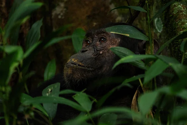 Обыкновенная Шимпанзе Пан Троглодиты Популярная Большая Обезьяна Африканских Лесов Лесов — стоковое фото