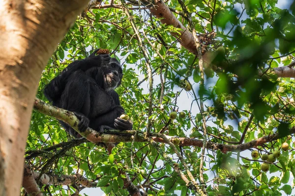 Обыкновенная Шимпанзе Пан Троглодиты Популярная Большая Обезьяна Африканских Лесов Лесов — стоковое фото
