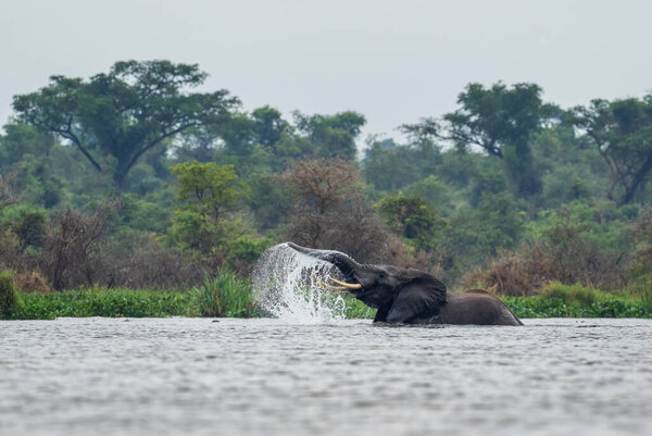 African Bush Elephant - Loxodonta africana, iconic member of African big five, Murchison falls, Uganda.