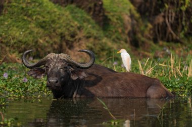 African Buffalo - Syncerus caffer, member of African big five from Queen Elizabeth NP, Uganda. clipart