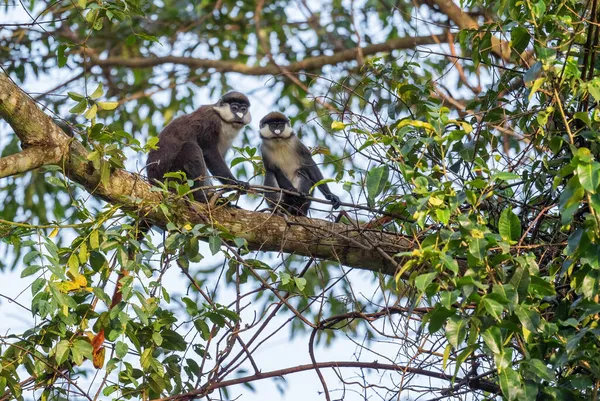 Kızıl Kuyruklu Maymun Cercopithecus Ascanius Afrika Ormanlarından Budongo Ormanlarından Uganda — Stok fotoğraf