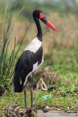 Eyer gagalı leylek - Ephippiorhynchus senegalensis, Afrika göl ve nehirlerinden güzel renkli leylek, Murchison düşer, Uganda.