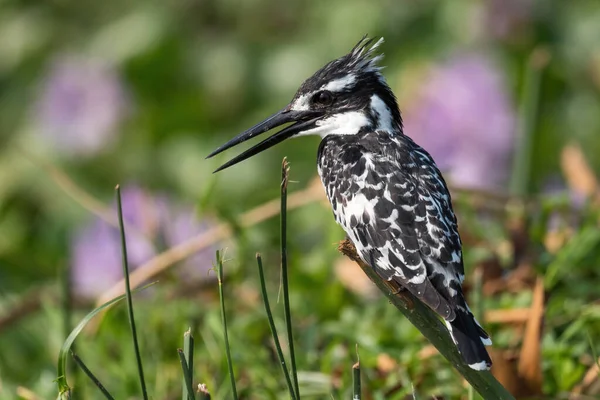 Pied Kingfisher Ceryle Rudis Красивый Большой Зимородок Африканских Мангровых Зарослей — стоковое фото