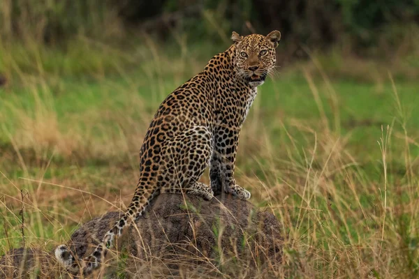 Leopard Panthera Pardus Beautiful Iconic Carnivore African Bushes Savannas Forests — Stock Photo, Image