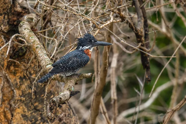 Giant Kingfisher Megaceryle Maxima Large Colored Kingfisher African Rivers Lakes — Stock Photo, Image