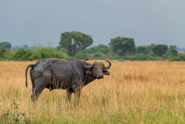 非洲水牛 African Buffalo Syncerus Caffer 来自乌干达伊丽莎白女王国家警察 Queen Elizabeth 的非洲五大水牛成员 — 图库照片