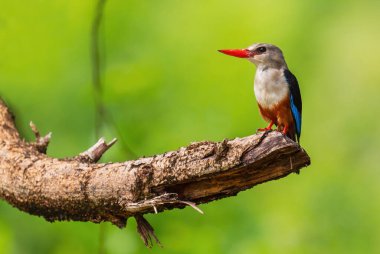Gri başlı Kingfisher - Halcyon lökocephala, Afrika nehirleri ve göllerinden güzel renkli balıkçı, Kraliçe Elizabeth Ulusal Parkı, Uganda.
