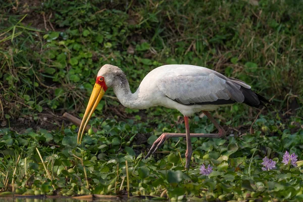 Sárga Számlájú Gólya Mycteria Ibis Gyönyörű Nagy Gólya Afrikai Édesvizekből — Stock Fotó