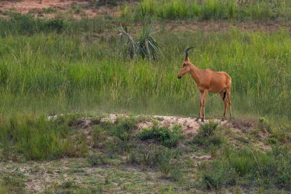 Jackson Hartebeest Alcelaphus Buselaphus Lelwel Große Antilope Aus Afrikanischen Savannen — Stockfoto