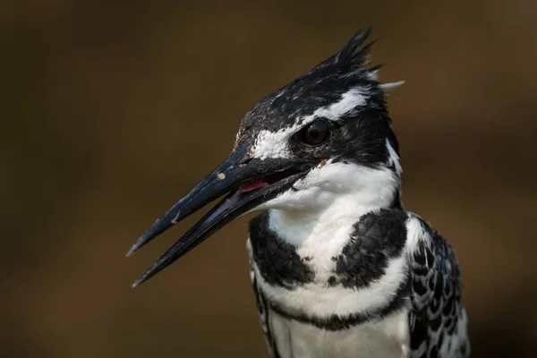 Pied Kingfisher Ceryle Rudis Красивый Большой Зимородок Африканских Мангровых Зарослей — стоковое фото