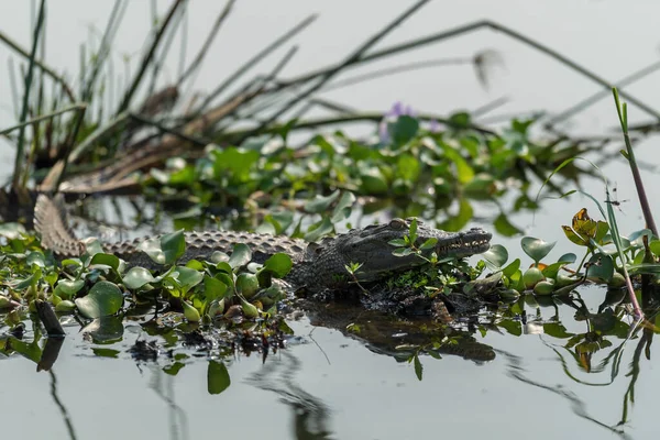 Nile Crocodile Crocodylus Niloticus Large Crocodile African Lakes Rivers Nile — Stock Photo, Image