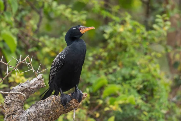 Rietaalscholver Microcarbo Africanus Prachtige Aalscholver Uit Afrikaanse Zeekusten Mangroven Queen — Stockfoto