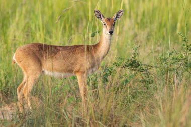 Oribi - Ourebia Orebi, Afrika çalı ve savandan küçük antiloplar, Murchison Şelalesi, Uganda.