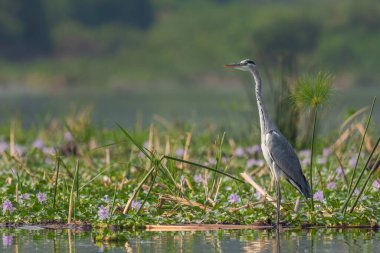 Gri Heron - Ardea Cinerea, göllerden ve nehirlerden geniş gri balıkçıl, Kraliçe Elizabeth Ulusal Parkı, Uganda.