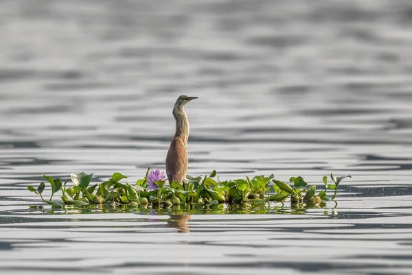 Squacco Heron Ardeolaのラライド ヨーロッパの湿地や湿地からの小さな美しいヘロン 女王エリザベス国立公園 ウガンダ — ストック写真