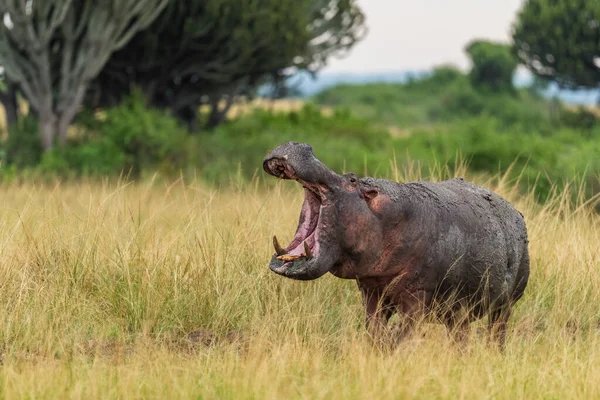 Flodhäst Hippopotamus Amfibie Populärt Stort Däggdjur Från Afrikanska Floder Och — Stockfoto
