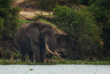 Afrika Bush Fili - Loxodonta africana, Afrika büyük beşlinin ikonik üyesi, Kraliçe Elizabeth Ulusal Parkı, Uganda.