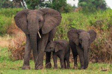 Afrika Bush Fili - Loxodonta africana, Afrika büyük beşlinin ikonik üyesi, Kraliçe Elizabeth Ulusal Parkı, Uganda.