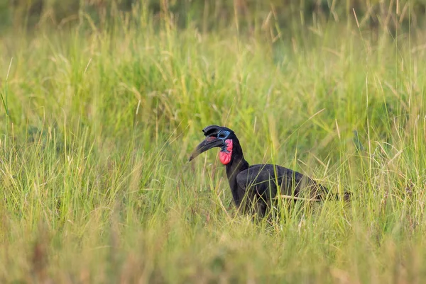 Abyssinian Ground Hornbill Bucorvus Abyssinicus Special Large Bird African Savannahs — Stock Photo, Image