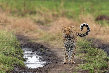 Leopar - Panthera pardus, Afrika çalılarından, savanalardan ve ormanlardan güzel ikonik etobur, Kraliçe Elizabeth Ulusal Parkı, Uganda.