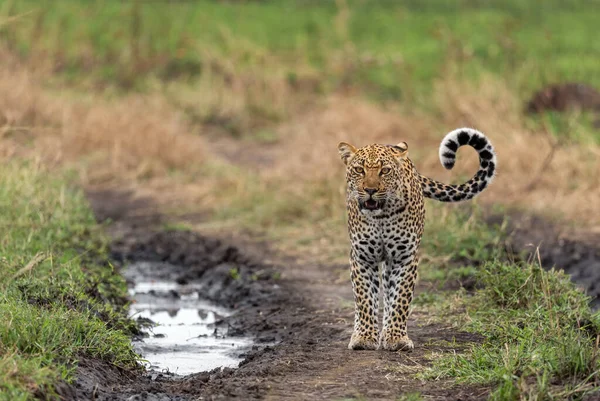 Leopard Panthera Pardus Όμορφο Εμβληματικό Σαρκοφάγο Από Αφρικανικούς Θάμνους Σαβάνες — Φωτογραφία Αρχείου