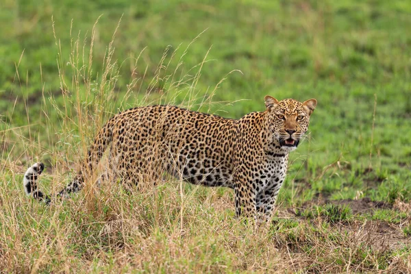 Leopardo Panthera Pardus Hermoso Carnívoro Icónico Arbustos Africanos Sabanas Bosques —  Fotos de Stock