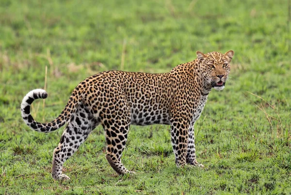 Leopard Panthera Pardus Όμορφο Εμβληματικό Σαρκοφάγο Από Αφρικανικούς Θάμνους Σαβάνες — Φωτογραφία Αρχείου