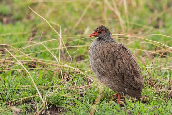 Kırmızı boyunlu Spurfowl - Pternistis after, Afrika savanalarından güzel renkli francolin kuşu, Kraliçe Elizabeth Ulusal Parkı, Uganda.