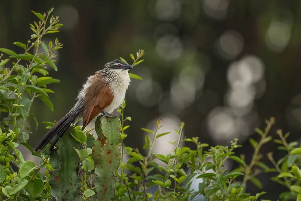 White Browed Coucal Centropus Superciliosus Beautiful Colored Cuckoo African Bushes — Stock Photo, Image