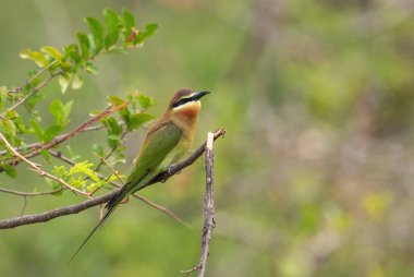 Madagaskar arı yiyicisi - Merops superciliosus, Afrika çalıları, göller ve nehirlerinden güzel renkli arı yiyici, Kraliçe Elizabeth Ulusal Parkı, Uganda.