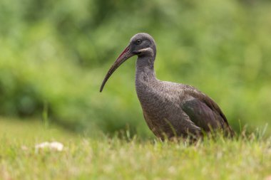 Hada Ibis - Bostrychia hagedash, Afrika savanalarından, çalılardan ve göllerden, Bwindi, Uganda.