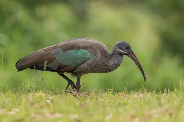 Hadada Ibis Bostrychia Hagehh Beautiful Large Ibis African Savannahs Felhes — стоковое фото