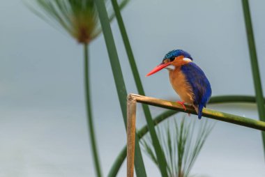 Malachite Kingfisher - Alcedo Cristata, Afrika nehirleri ve mangrovlardan gelen güzel mavi ve turuncu nehir balıkçısı, Kraliçe Elizabeth Ulusal Parkı, Uganda.