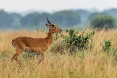 Uganda Kob - Kobus kob thomasi, Afrika savanından güzel küçük bir antilop, Kraliçe Elizabeth Ulusal Parkı, Uganda.