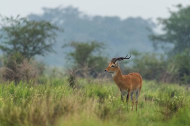 Uganda Kob - Kobus kob thomasi, Afrika savanından güzel küçük bir antilop, Kraliçe Elizabeth Ulusal Parkı, Uganda.