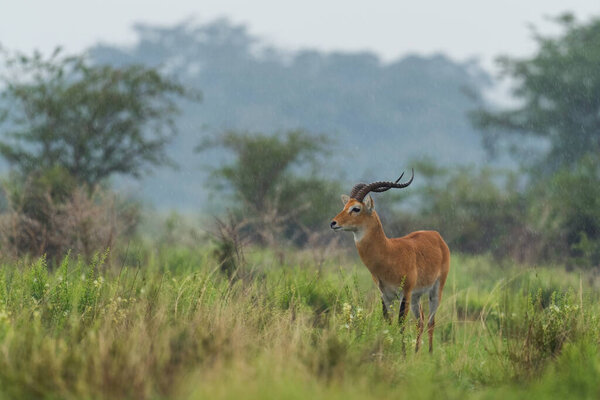 Uganda Kob - behus kob thomasi, красивая маленькая антилопа из африканской саванны, Национальный парк Королевы Елизаветы, Уганда.