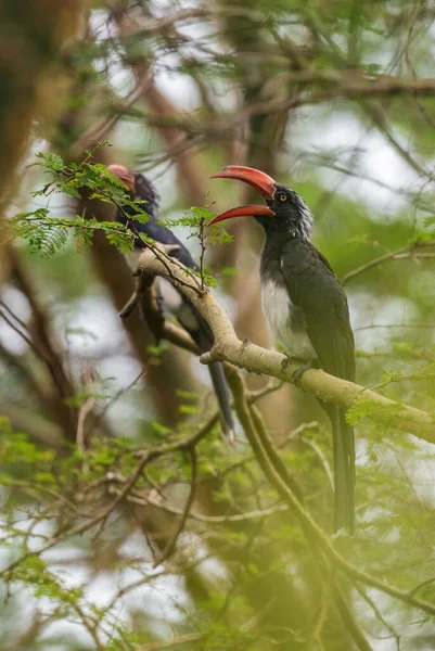 Hornbill coroado - Lophoceros alboterminatus — Fotografia de Stock