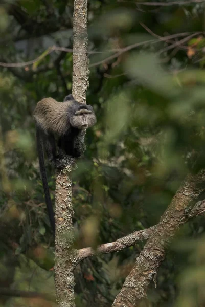 蓝猴子 非洲森林和林地中美丽的普通灵长类动物Cercopithecus Mis 乌干达 Bwindi — 图库照片