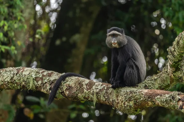 青い猿 Cercopithecusは アフリカの森林や森林 Bwindi ウガンダからの美しい共通の霊長類を軽減します — ストック写真