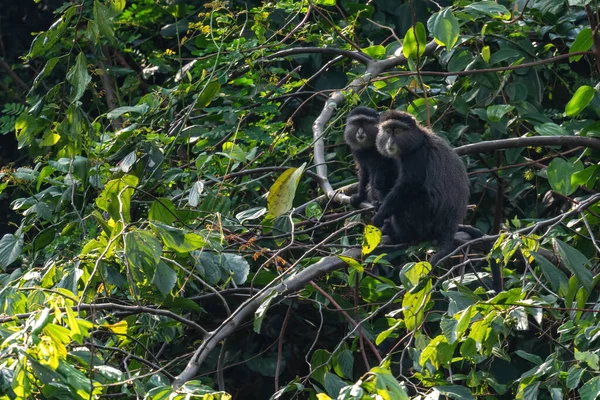 Mavi Maymun Cercopithecus Mitis Afrika Ormanları Ormanlık Alanlardan Güzel Bir — Stok fotoğraf