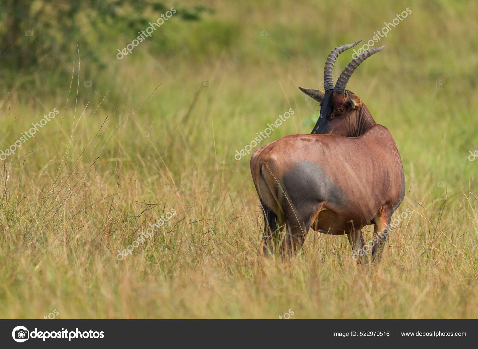 De africanos fotos antilopes Hermoso Antílope