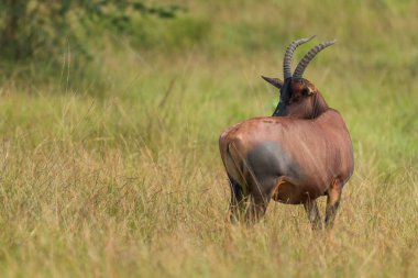 Topi antilobu - Damaliscus lunatus, Afrika savanalarından ve çalılarından güzel büyük bir antilop, Kraliçe Elizabeth Ulusal Parkı, Uganda.