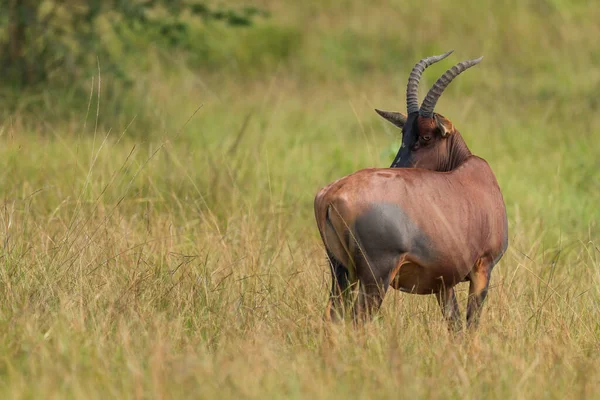 Topi Antilop Damaliscus Lunatus Vacker Stor Antilop Från Afrikanska Savanner — Stockfoto
